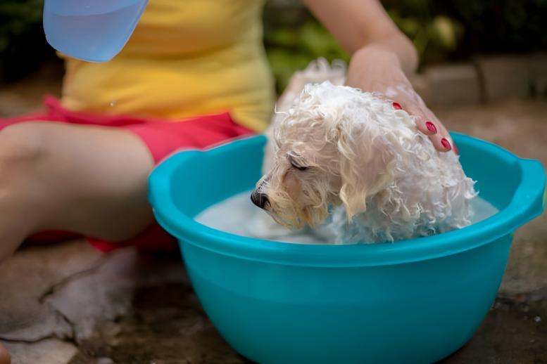 家庭清掃とペットケア